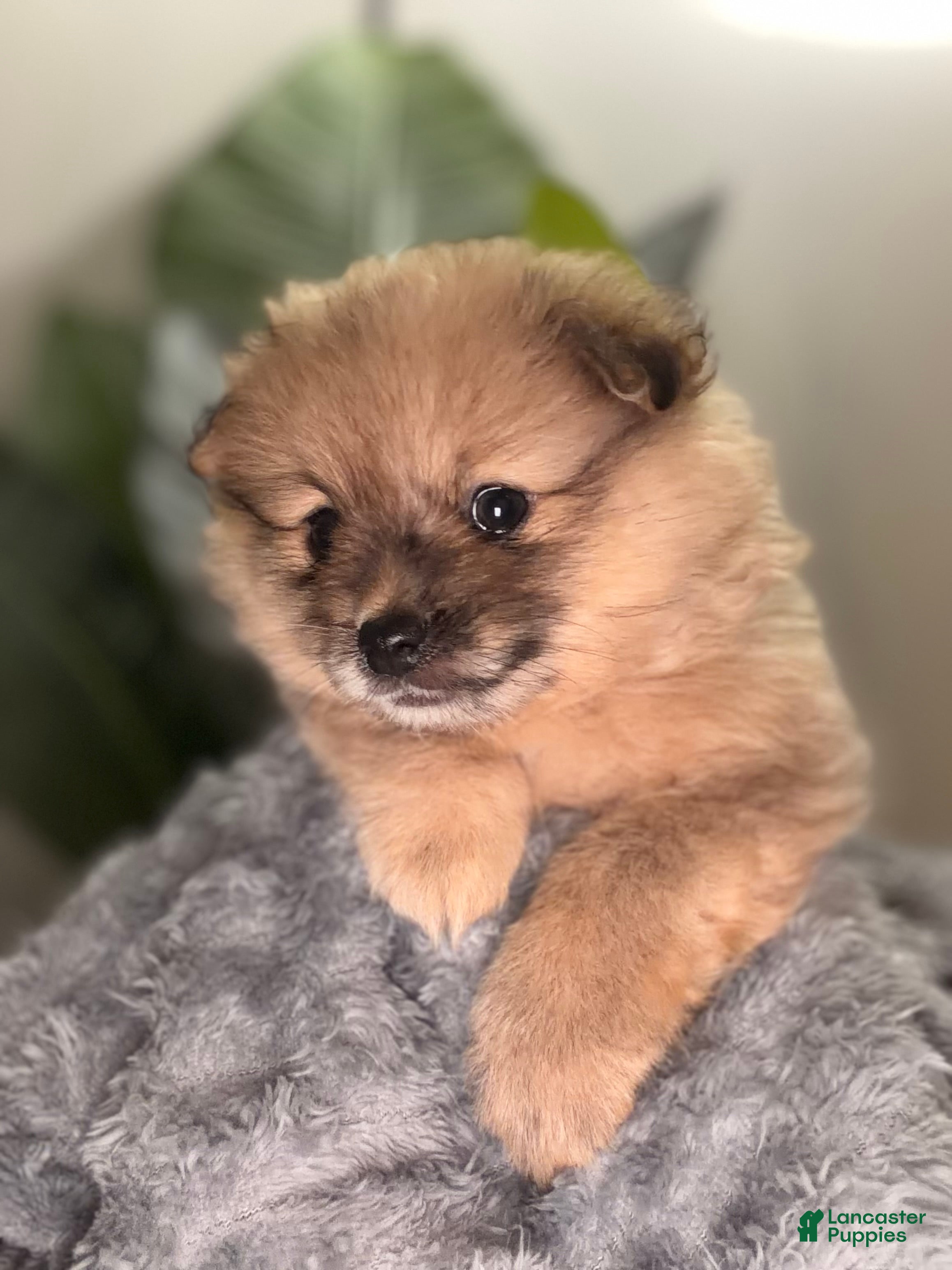 Pomeranian dogs for sale: Tigger - Ad 2