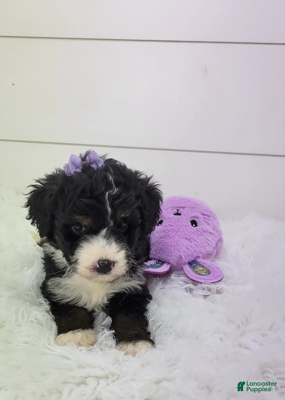 Bernedoodle dogs for sale: Becka - Ad 2