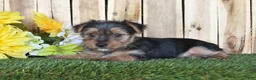 Yorkshire Terrier dogs for sale: Dalas - Ad 3