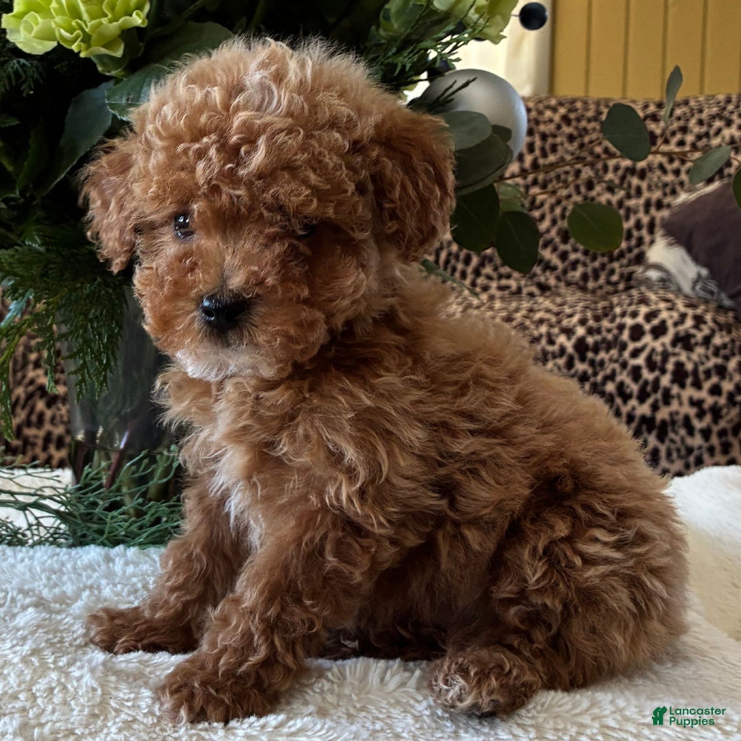 Toy Poodle dogs for sale: Roscoe  - Ad 3