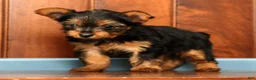 Yorkshire Terrier dogs for sale: Talia - Ad 3