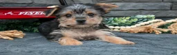 Yorkshire Terrier dogs for sale: Justin - Ad 3