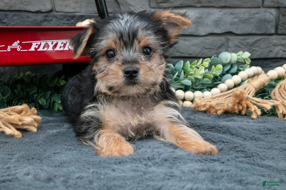 Yorkshire Terrier dogs for sale: Justin - Ad 3