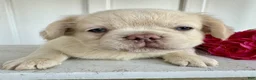 French Bulldog dogs for sale: Trevor - Ad 3