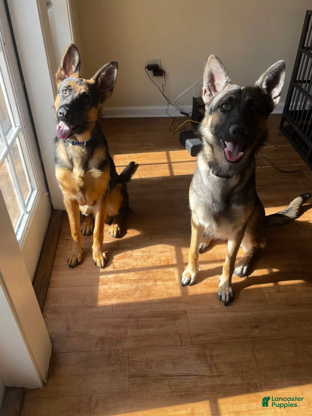 Gallery Image {{count}}