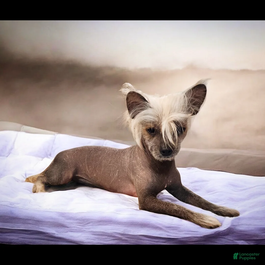 Mixed Breed dogs for sale: Nina - Ad 2