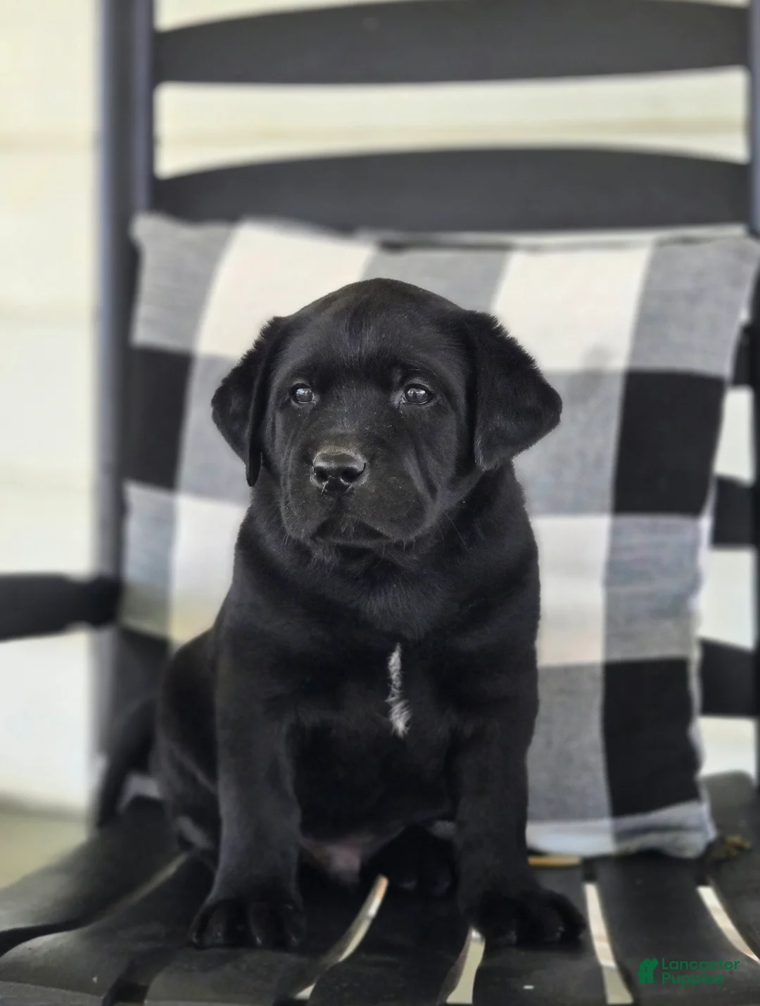 Labrador Retriever dogs for sale: Max - Ad 1