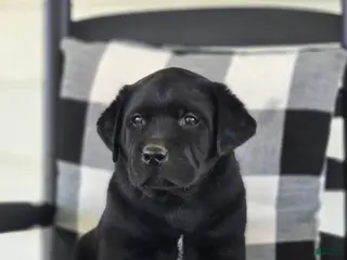 Labrador Retriever dogs for sale: Max - Ad 3