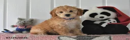 Mini Goldendoodle dogs for sale: Connie - Ad 3