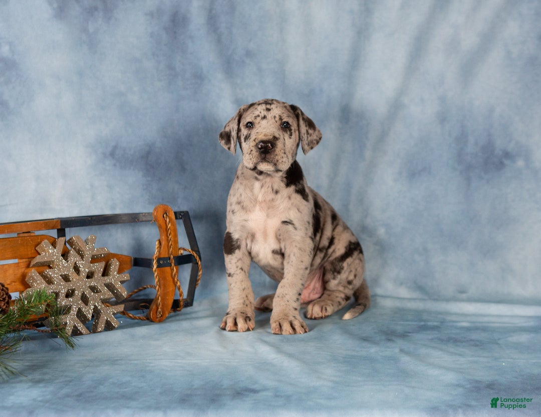 Great Dane dogs for sale: Donovan - Ad 4