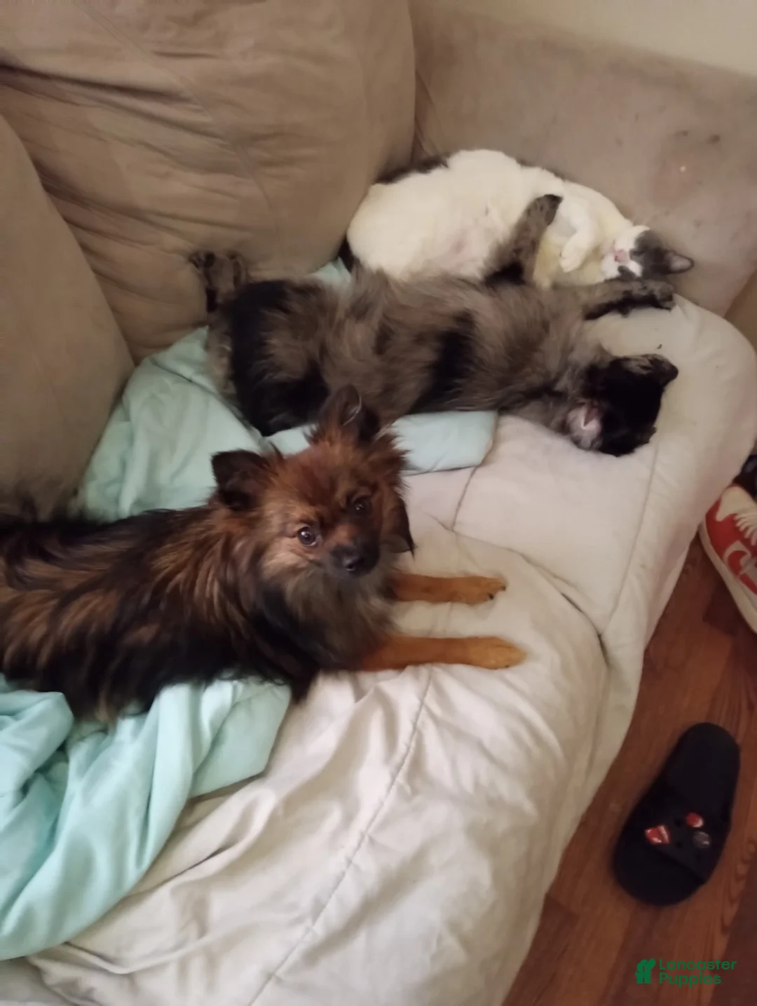 Gallery Image {{count}}