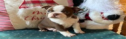 Boston Terrier dogs for sale: Blizzard  - Ad 2