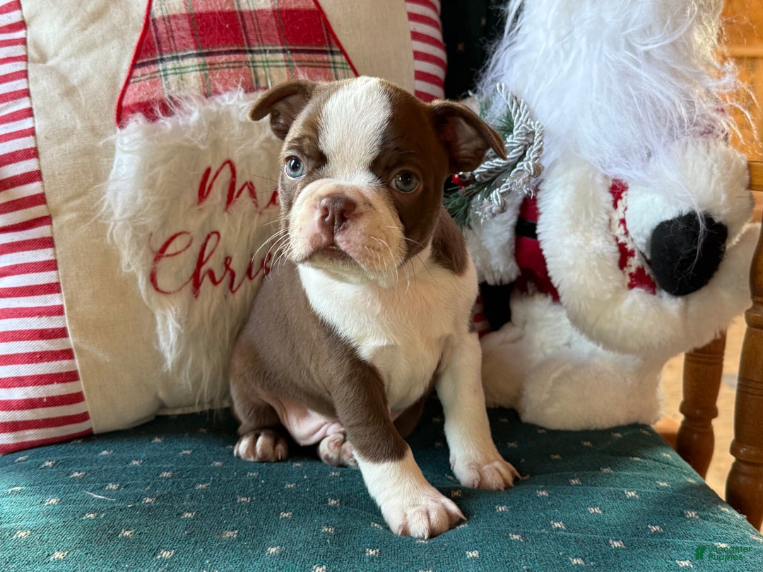Boston Terrier dogs for sale: Blizzard  - Ad 2