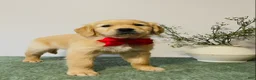 Golden Retriever dogs for sale: Diesel - Ad 4