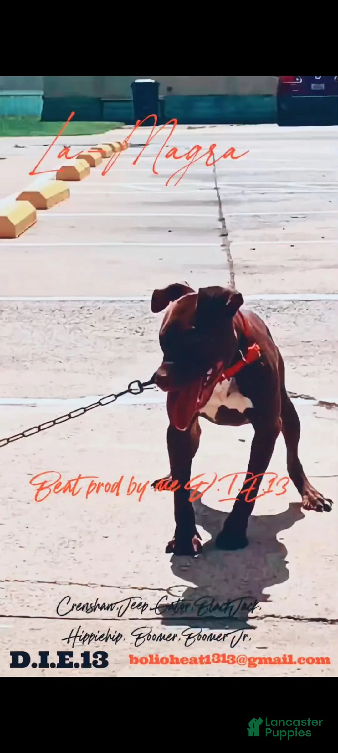 American Pit Bull Terrier dogs for sale: American Pit Bull Terrier 1 - Ad 2
