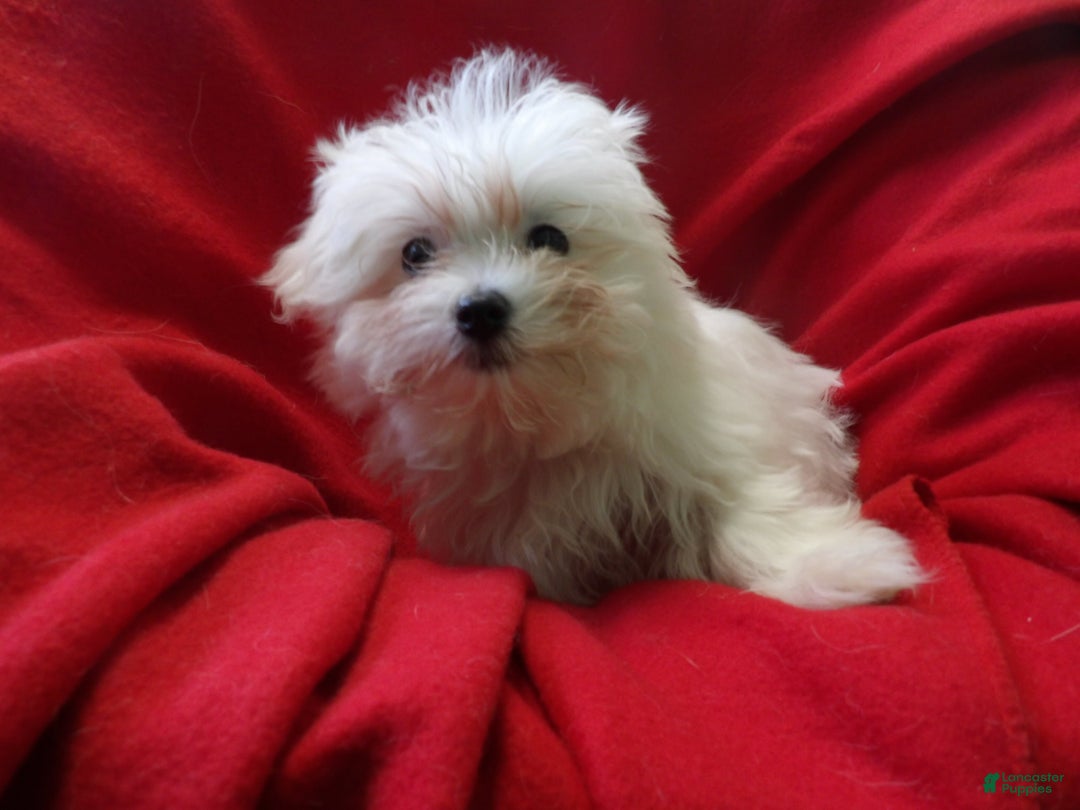 Maltese dogs for sale: Maltese Puppy 4 - Ad 2