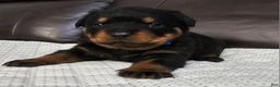 Rottweiler dogs for sale: Rottweiler Puppy 2 Blue Male - Ad 1