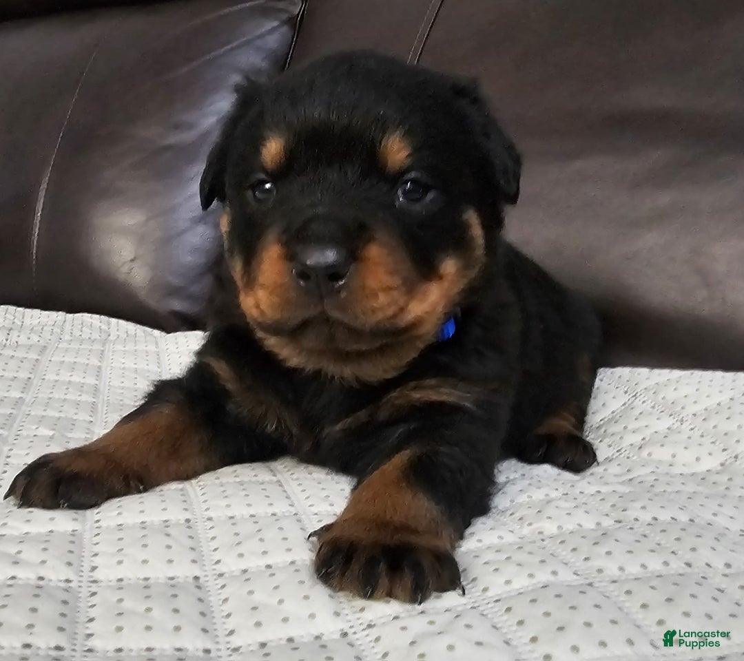 Rottweiler dogs for sale: Rottweiler Puppy 2 Blue Male - Ad 1
