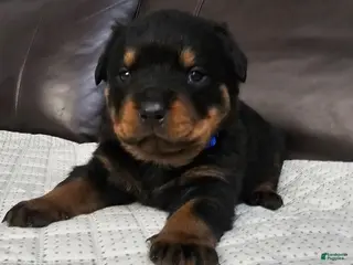 Rottweiler dogs Rottweiler Puppy 2 Blue Male - Ad 42