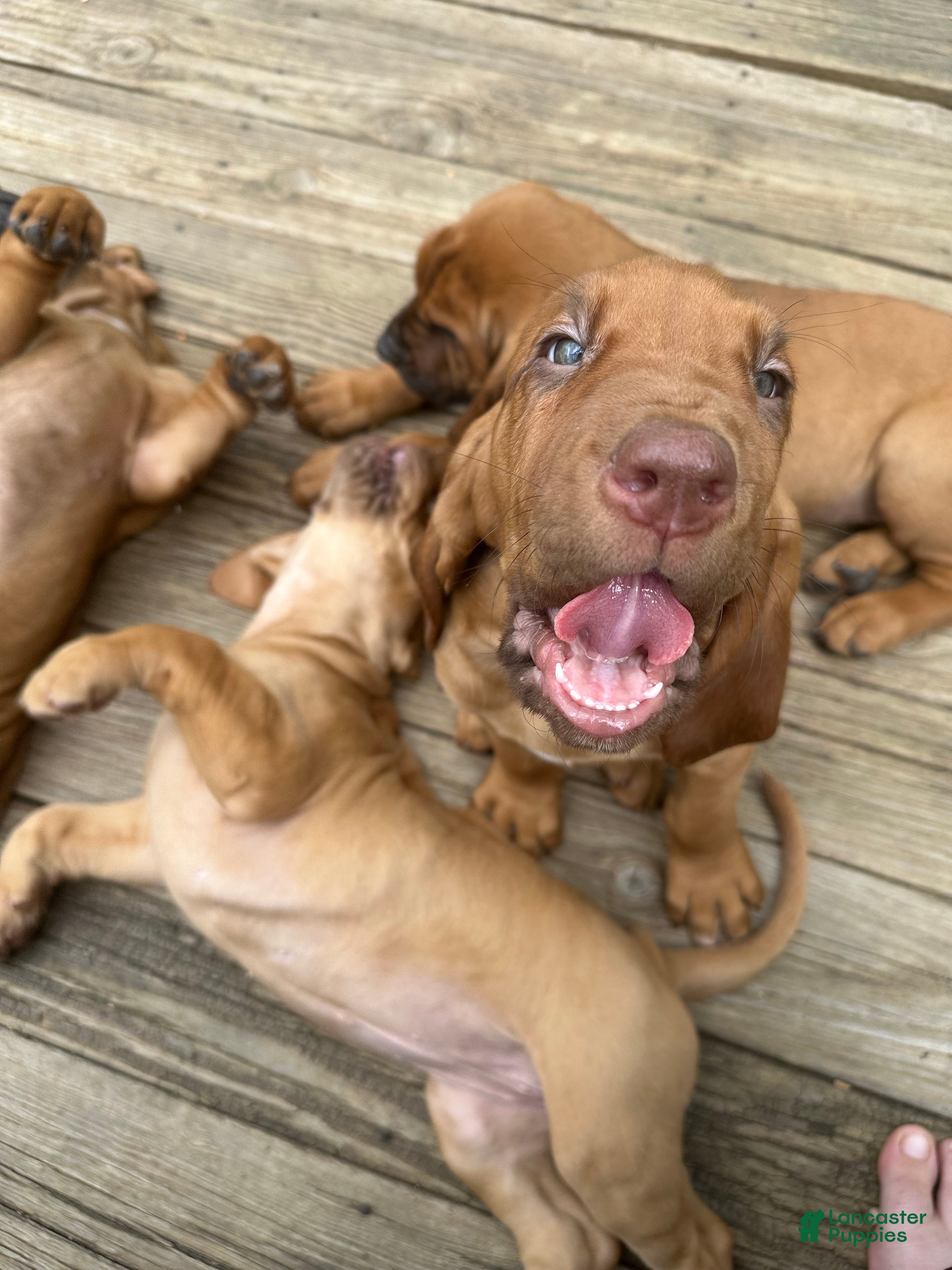 Bloodhound dogs for sale: Bloodhound Puppy 7 - Ad 6
