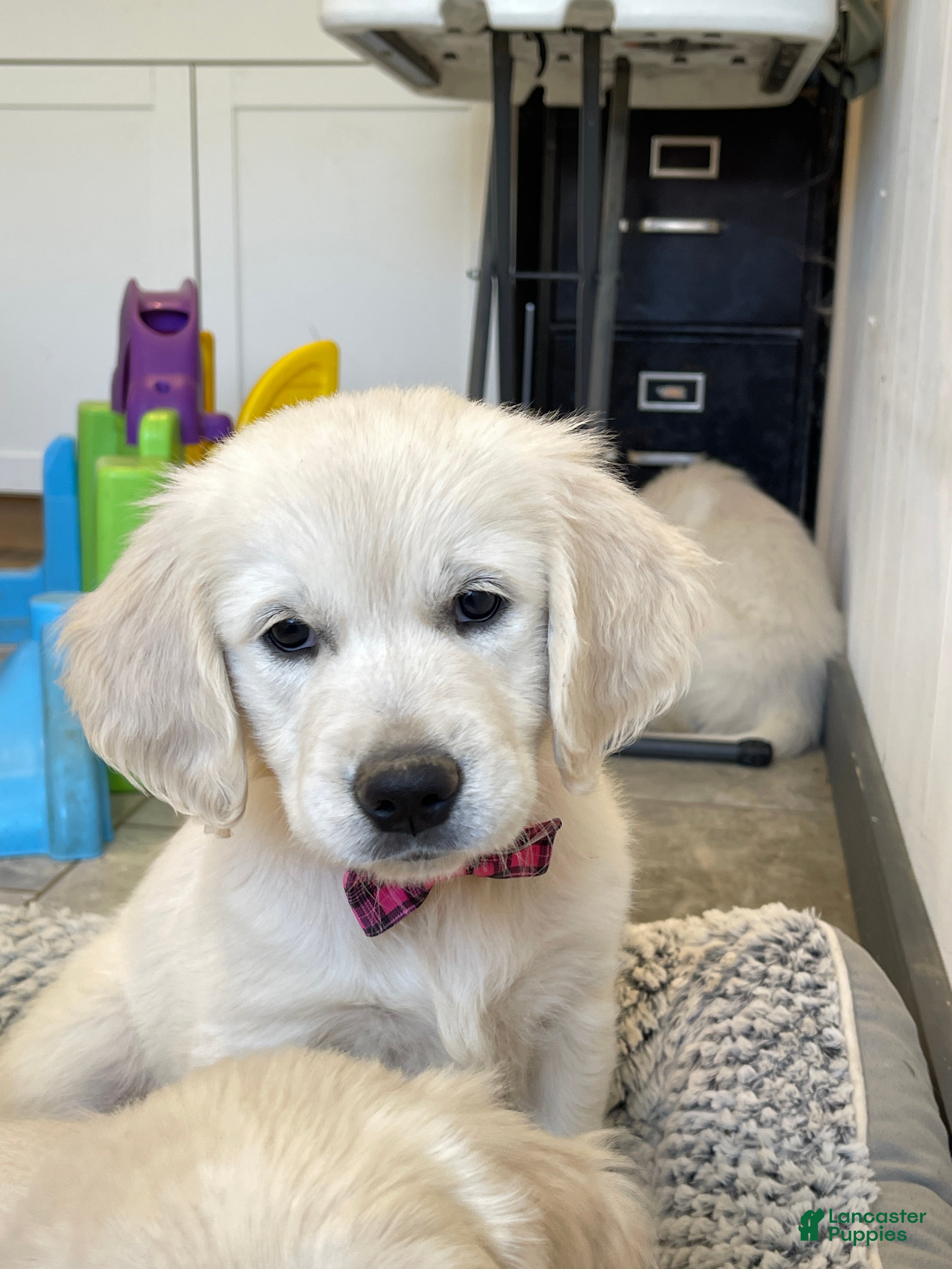 Golden Retriever (Golden Retriever, Female) in Sugarcreek, OH