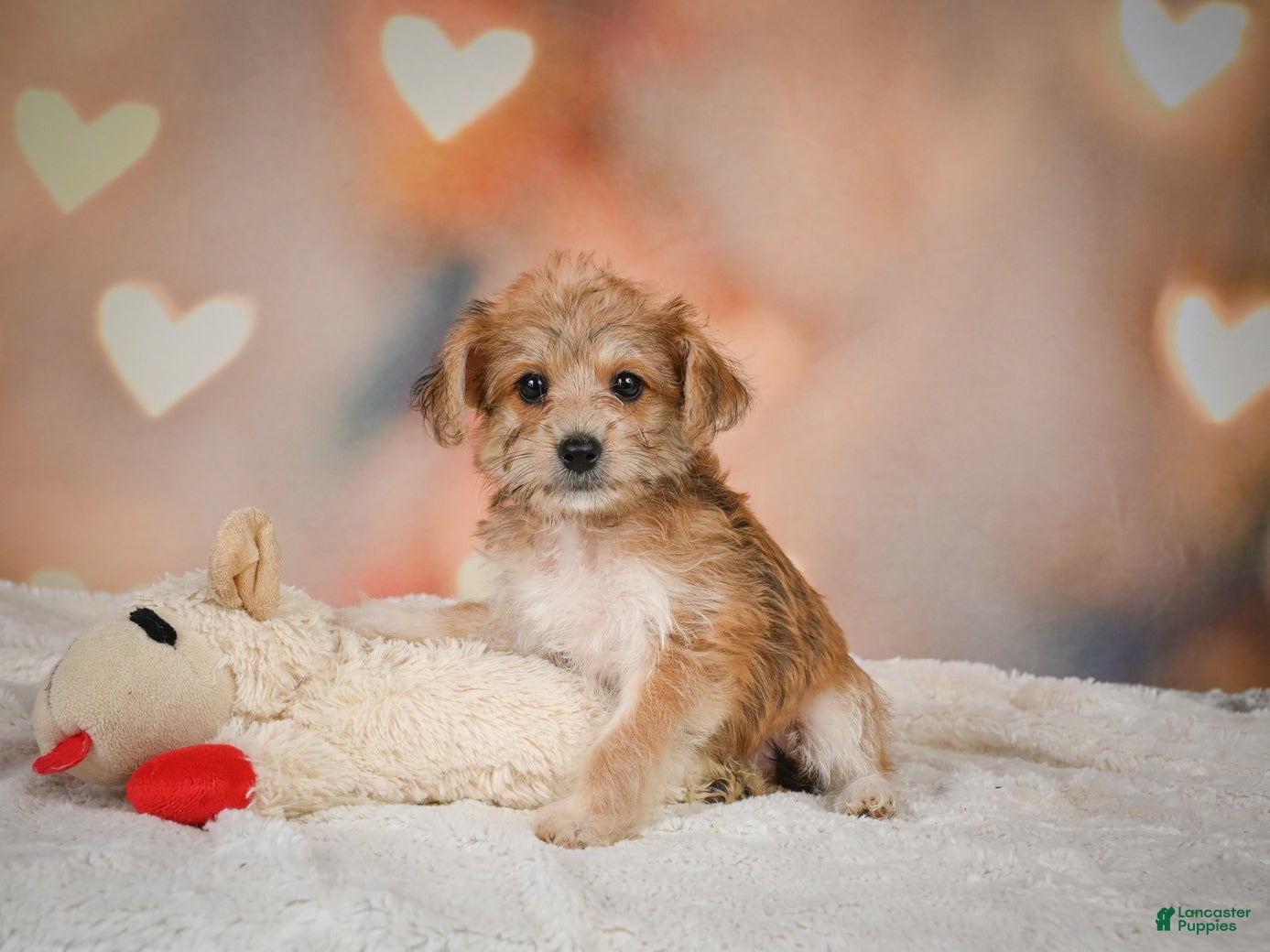 Yorkiepoo dogs Becca - Ad 2