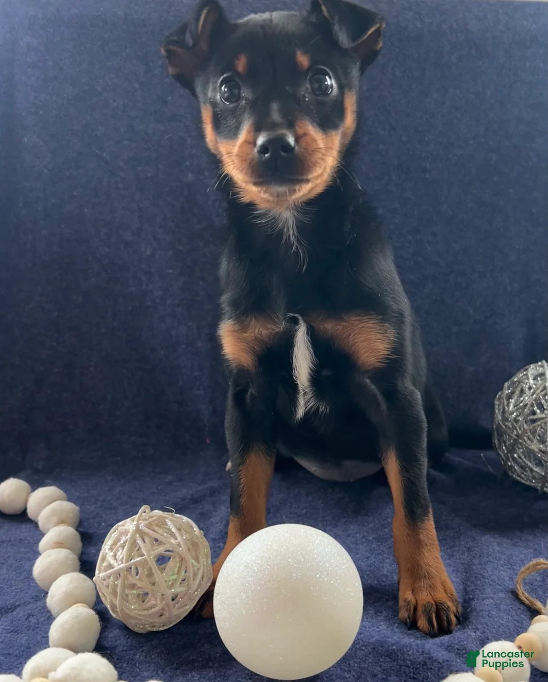Miniature Pinscher dogs for sale: Megan - Ad 8