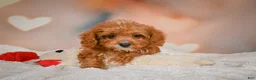 Cavapoo dogs for sale: Charles - Ad 13