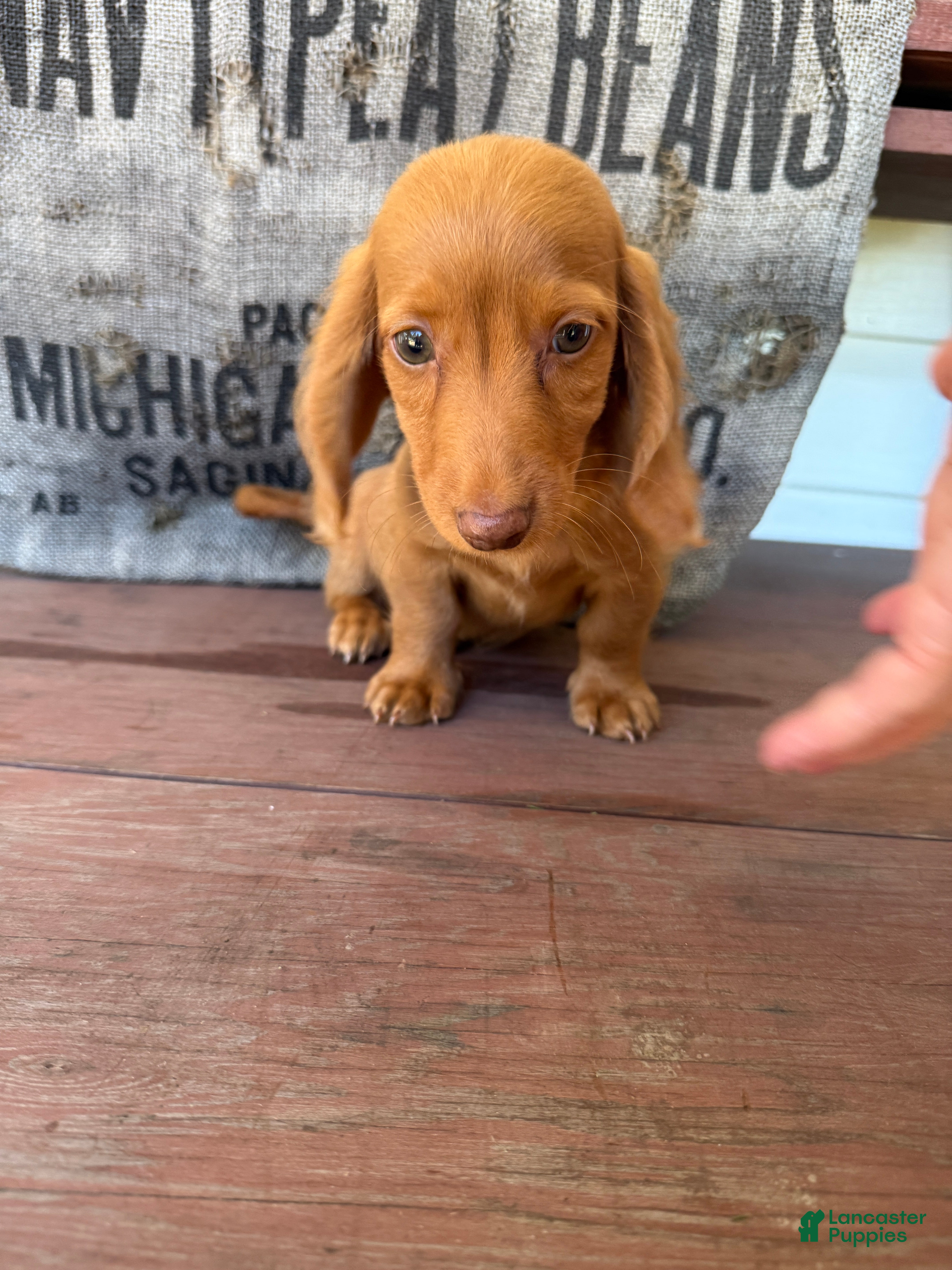 Miniature Dachshund dogs Toby - Ad 1