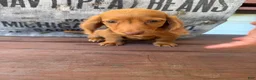 Miniature Dachshund dogs for sale: Toby - Ad 4
