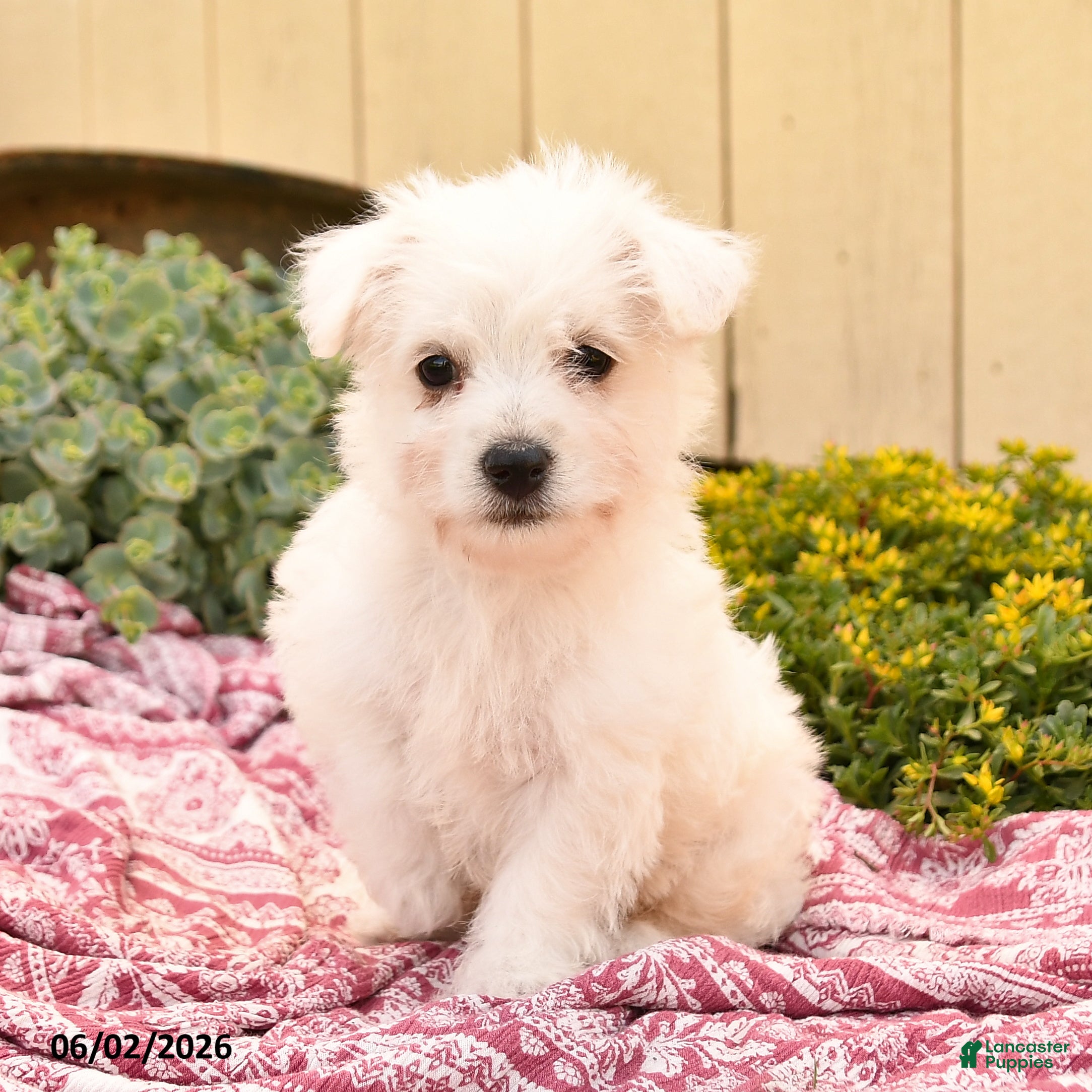 Westiepoo dogs for sale: Queenie - Ad 4
