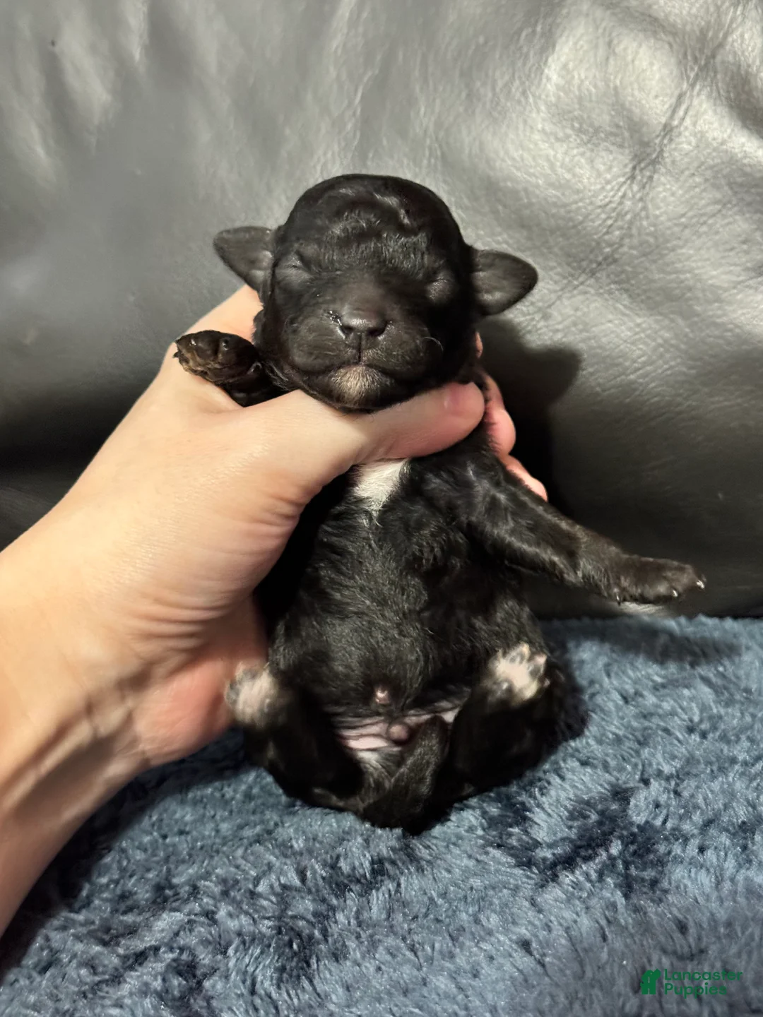 Mini Aussiedoodle dogs for sale: S’more - Ad 8