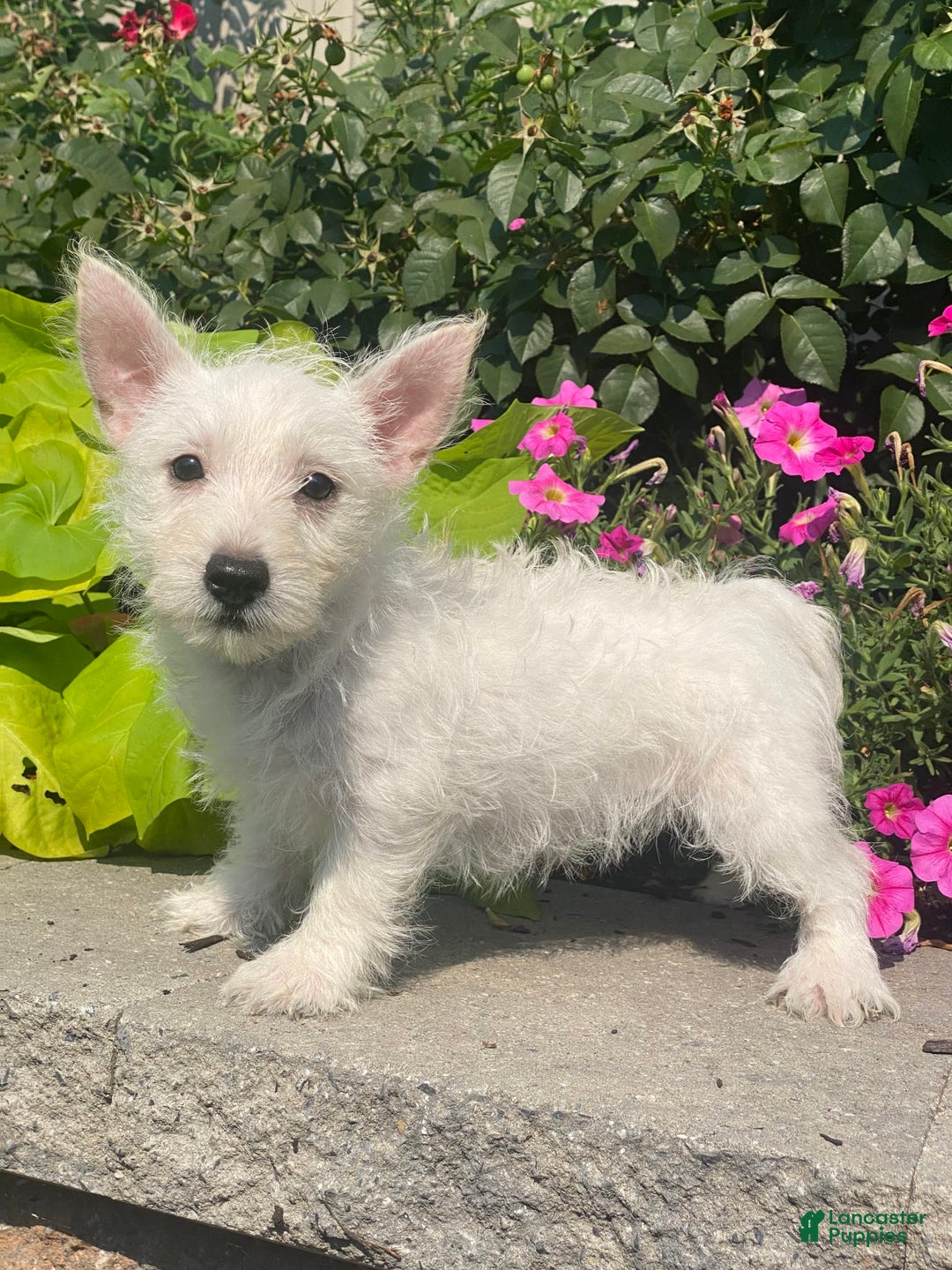 West Highland Terrier dogs for sale: Wanda - Ad 2
