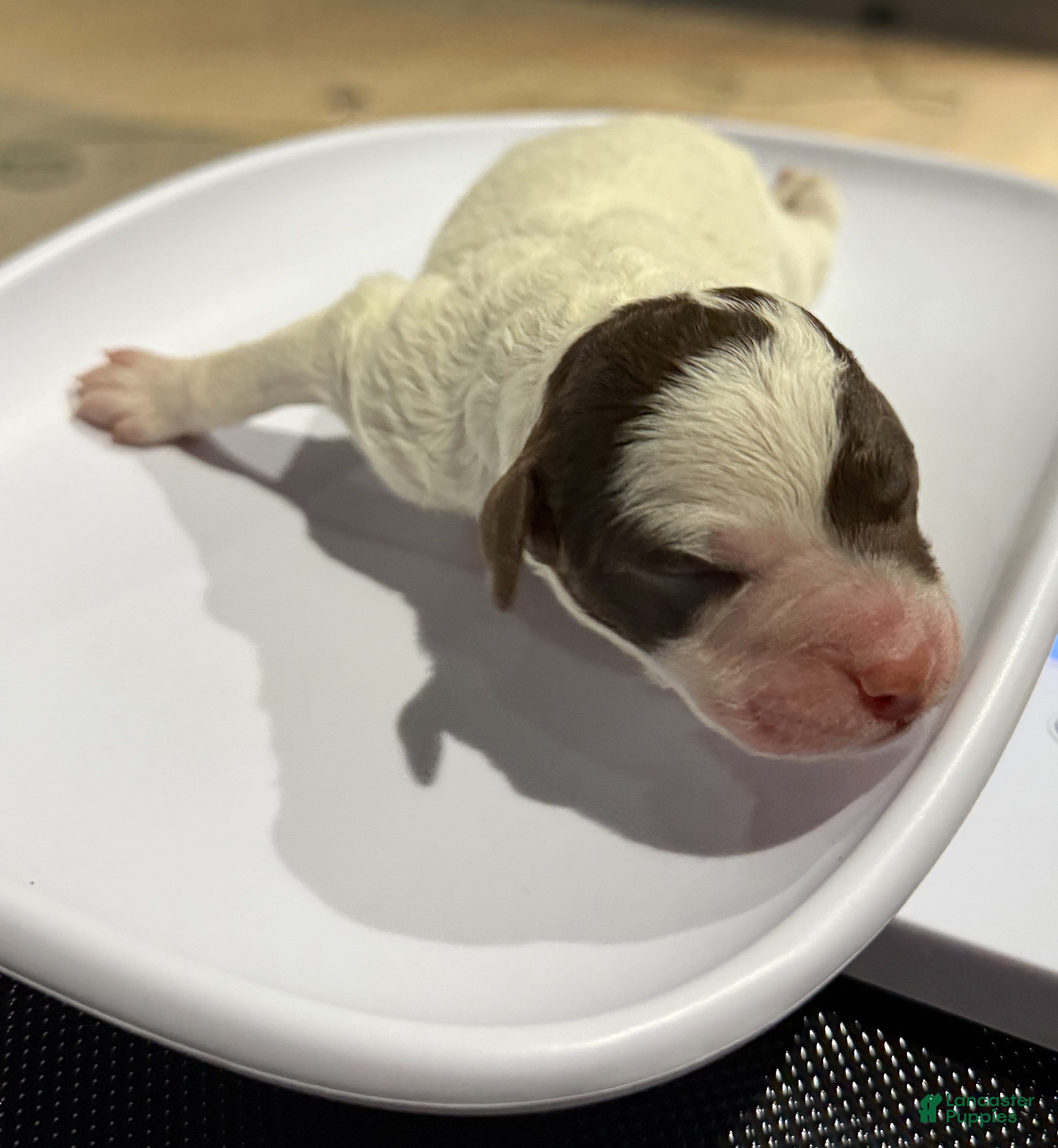 Lagotto Romagnolo dogs Lagotto Romagnolo Puppy 2 - Ad 10