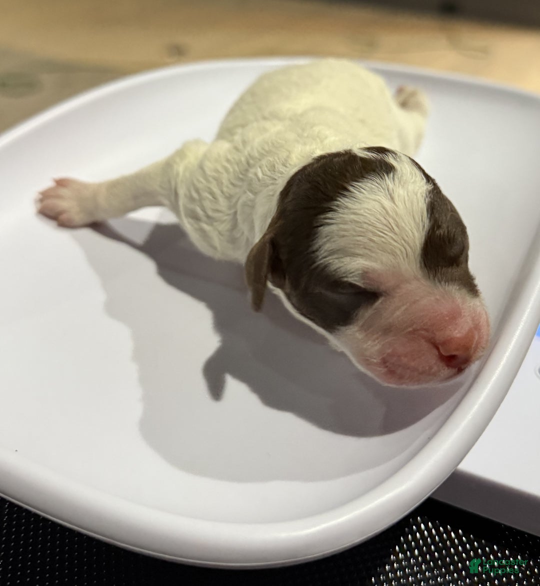 Lagotto Romagnolo dogs for sale: Lagotto Romagnolo Puppy 2 - Ad 1