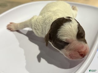 Lagotto Romagnolo dogs Lagotto Romagnolo Puppy 2 - Ad 3