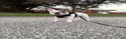 French Bulldog dogs for sale: Dice  - Ad 5