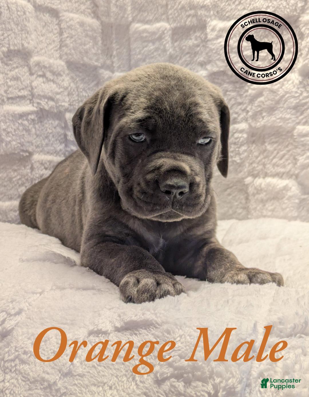 Cane Corso dogs for sale: Orange - Ad 4