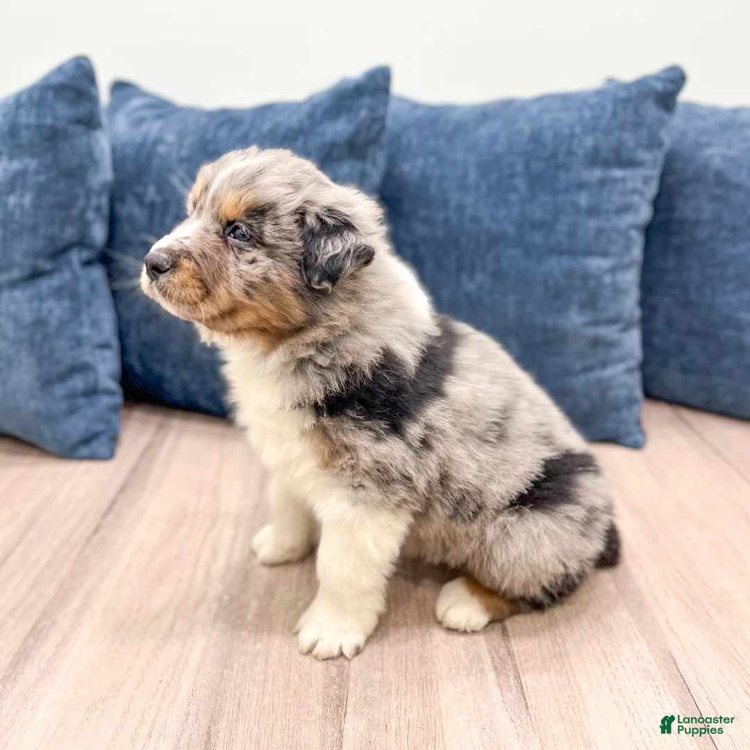 Australian Shepherd dogs for sale: Theodore - Ad 4