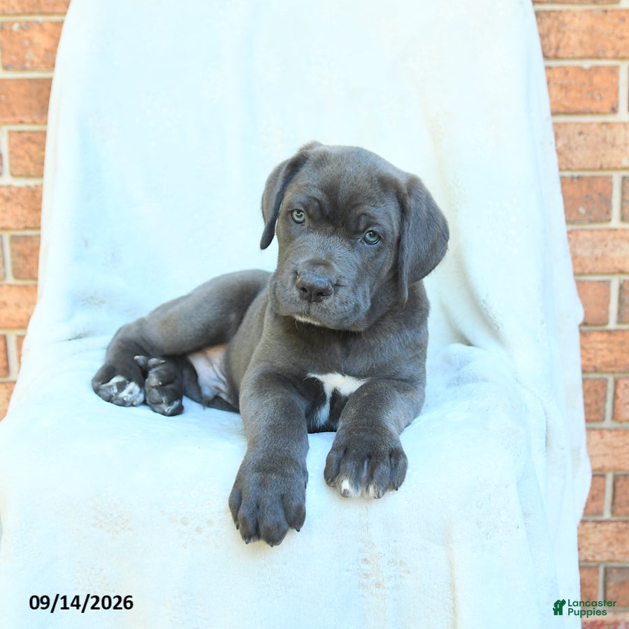 Cane Corso dogs Duke - Ad 2