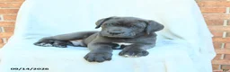 Cane Corso dogs for sale: Duke - Ad 2