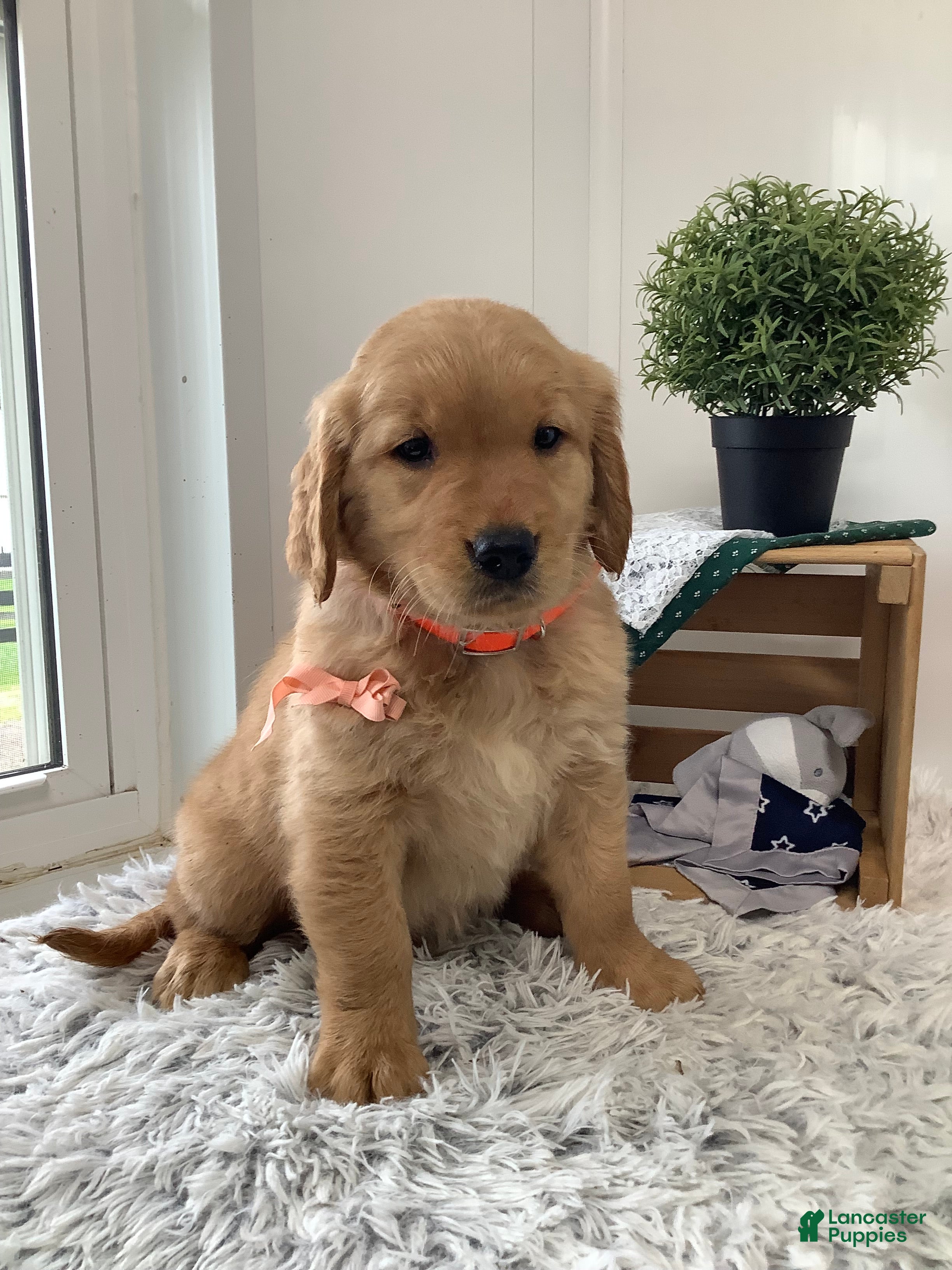 Golden Retriever dogs for sale: Golden Retriever Ticker - Ad 11