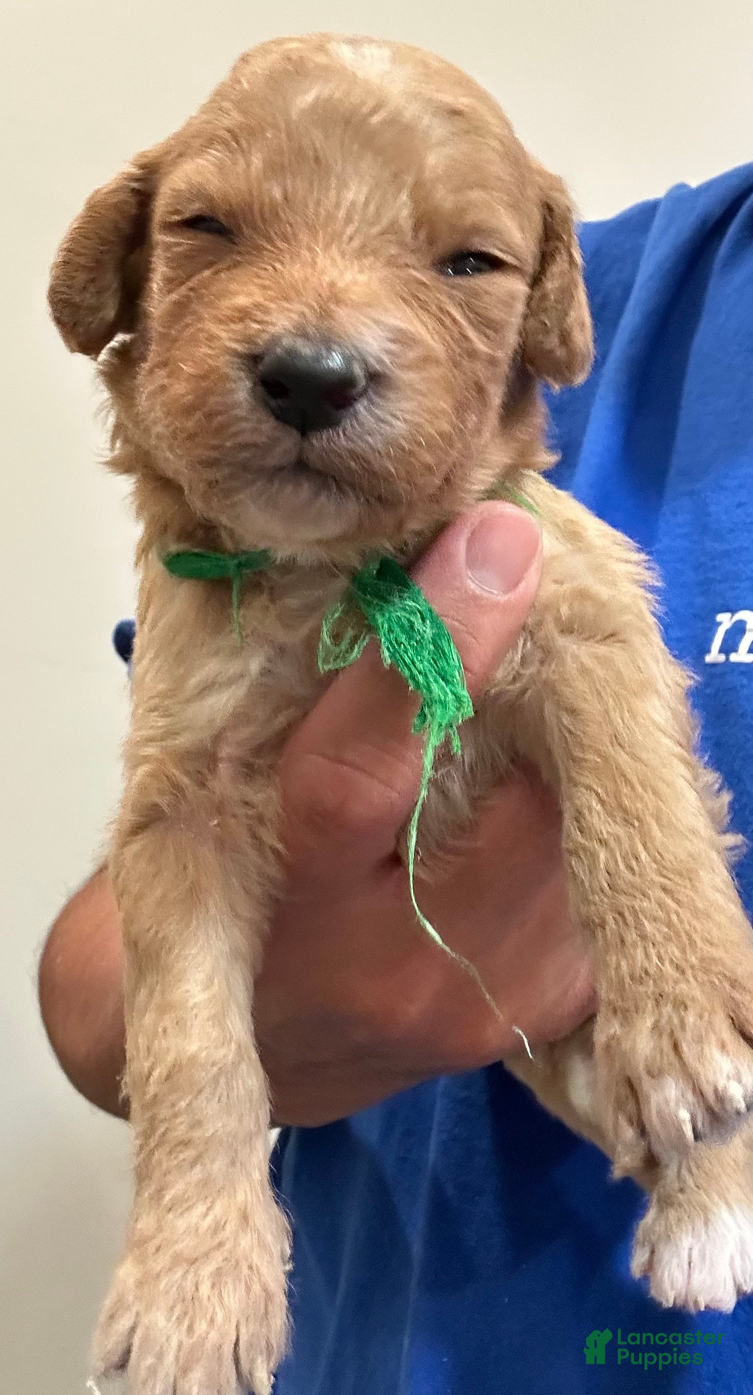 Green (Doodle / designer cross, Female) in Greer, SC
