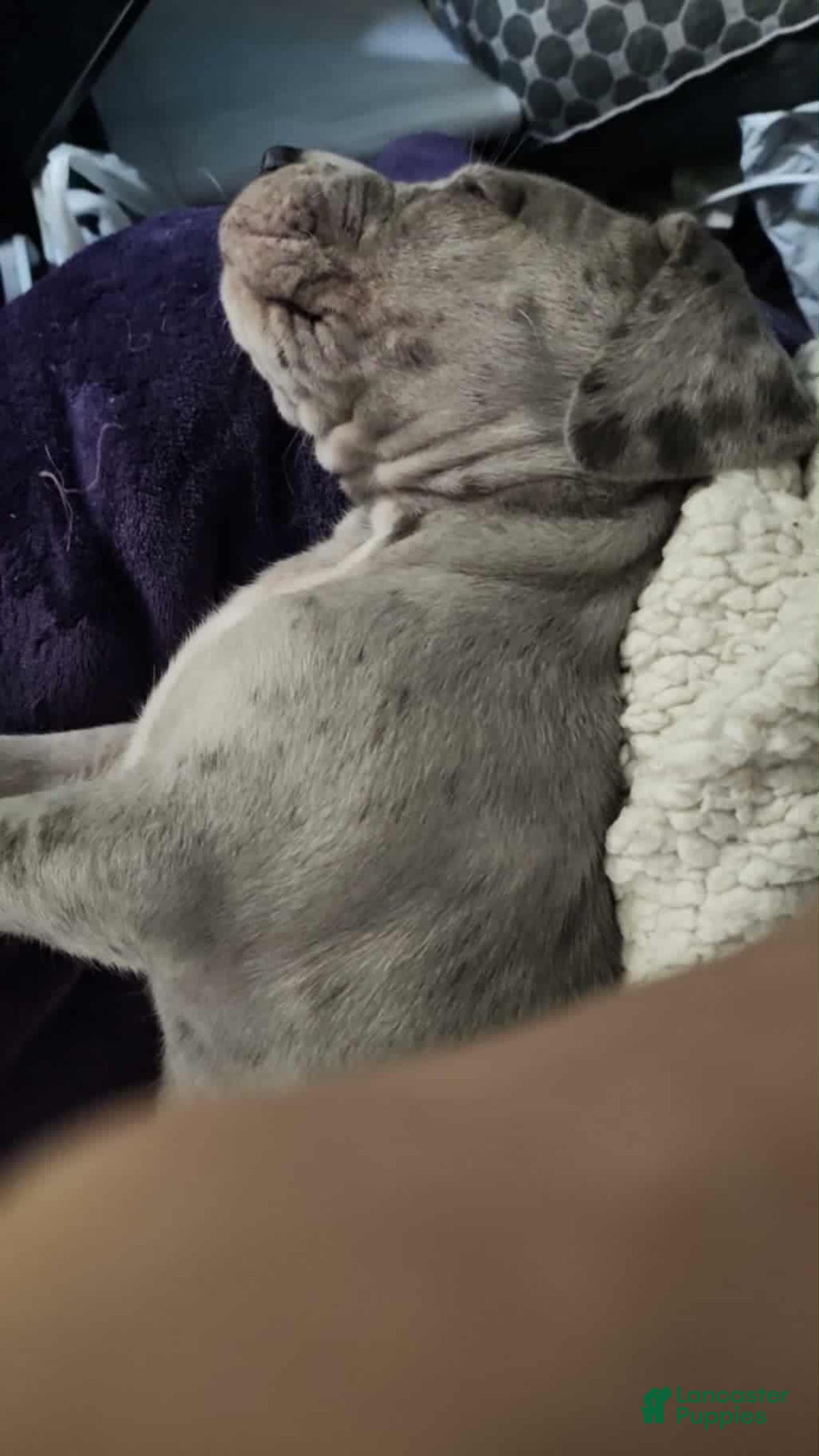 Great Dane dogs for sale: Prince Charming - Ad 14