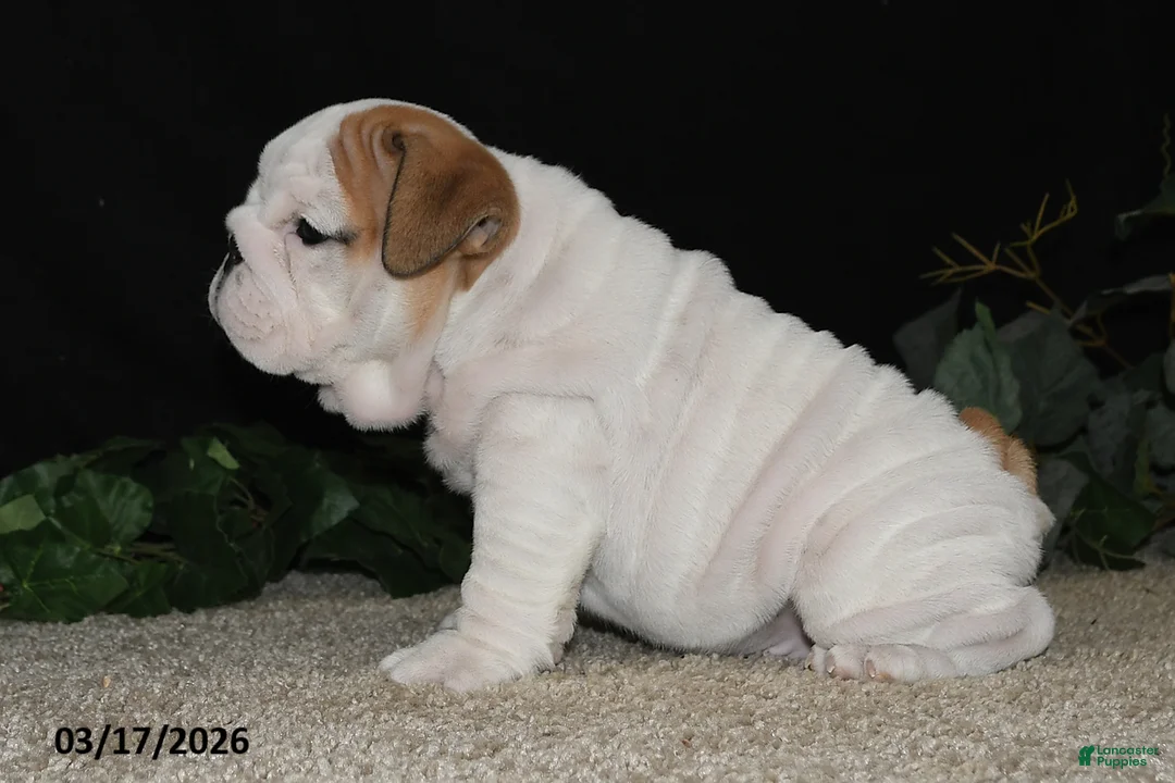 English Bulldog dogs for sale: Astro - Ad 2