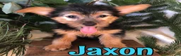 Yorkshire Terrier dogs for sale: Yorkshire Terrier 2 - Ad 1