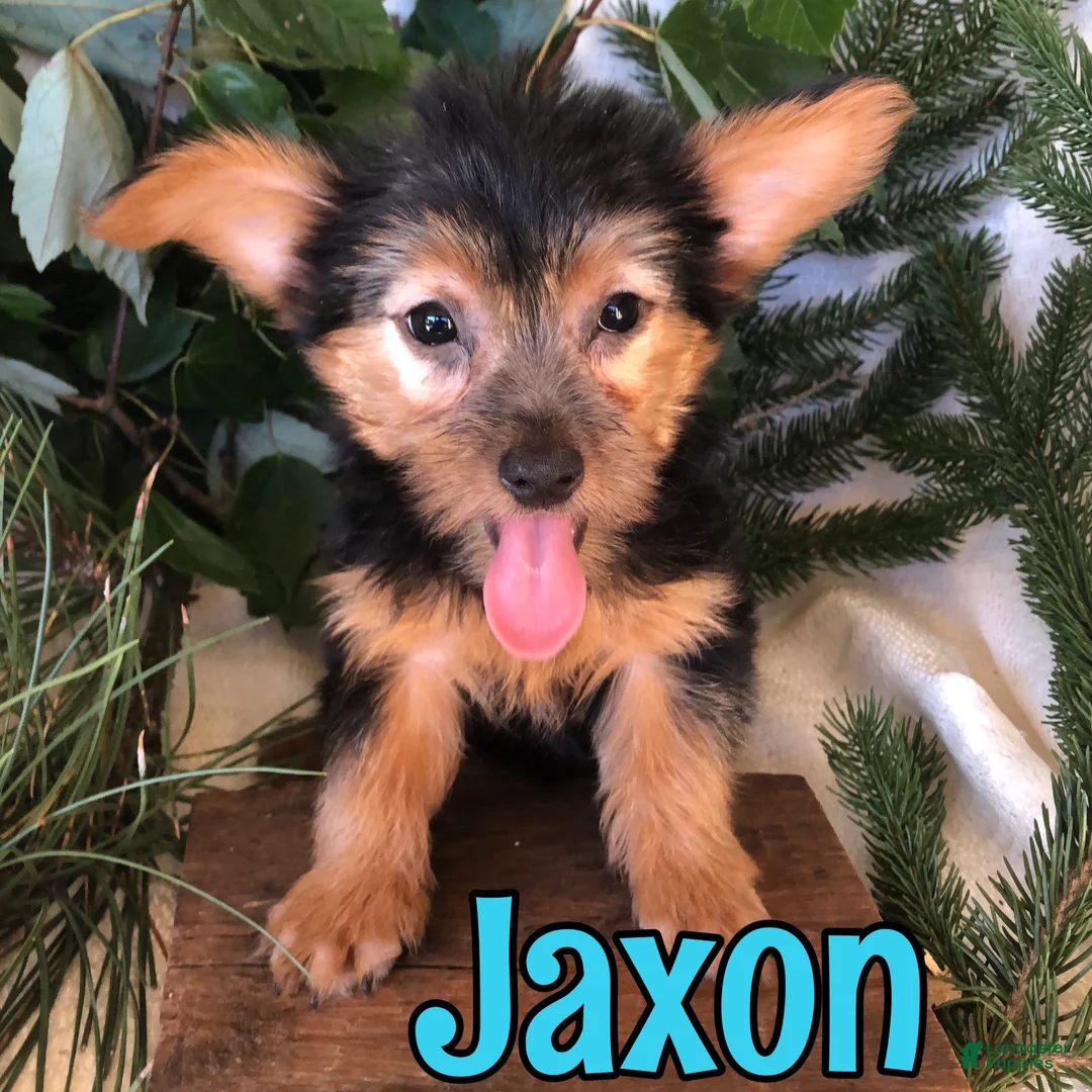 Yorkshire Terrier dogs for sale: Yorkshire Terrier 2 - Ad 1