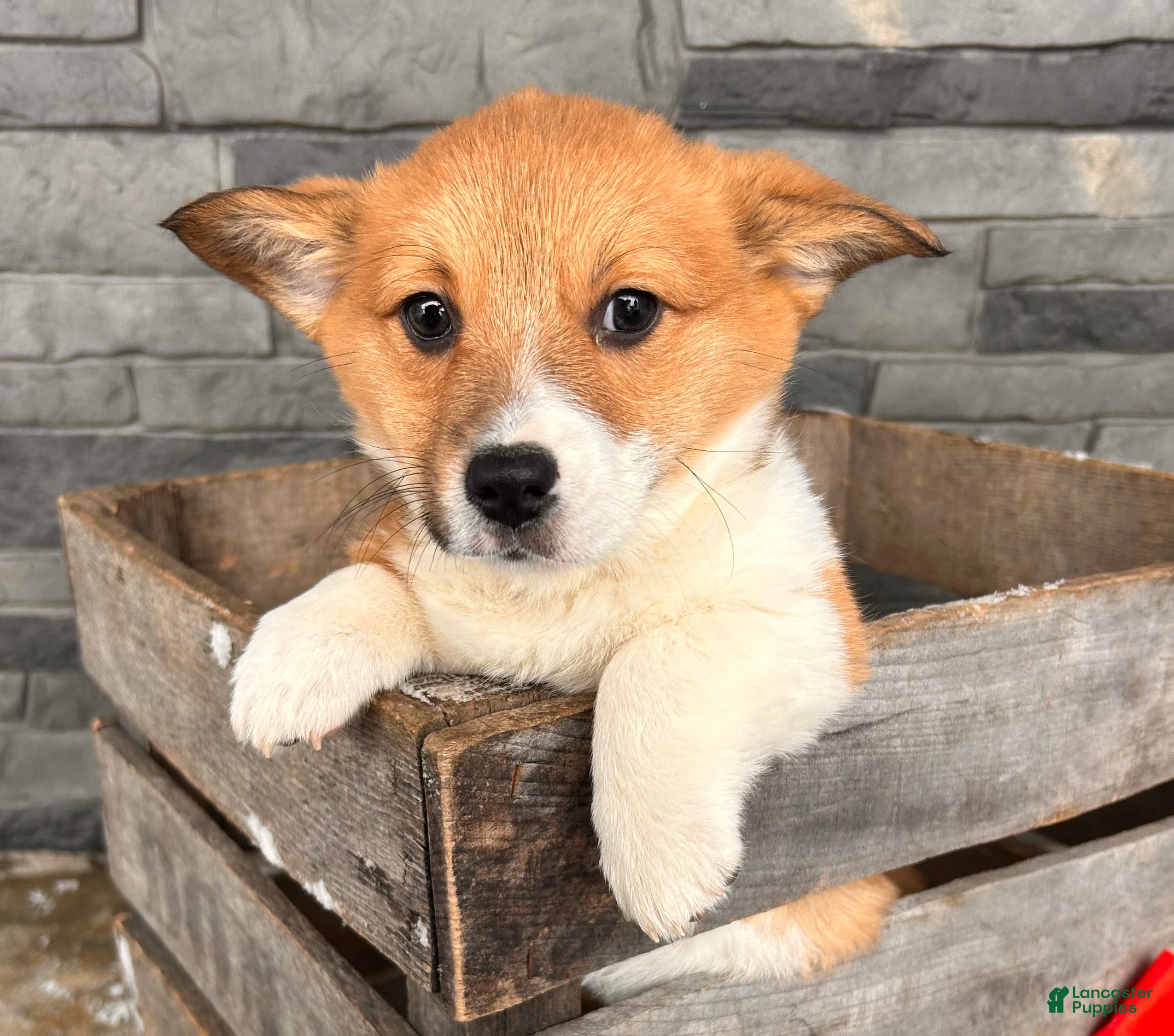 Welsh Corgi Pembroke dogs Clementine - Ad 27