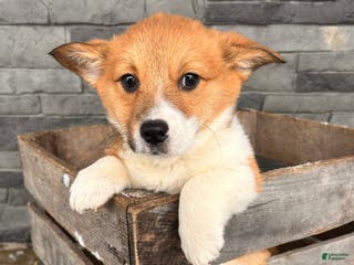 Welsh Corgi Pembroke dogs Clementine - Ad 27