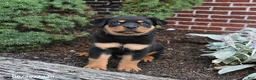 Rottweiler dogs for sale: Buster - Ad 4